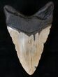 Bargain Lower Megalodon Tooth - North Carolina #13823-2